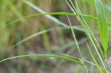 gündüz açık havada yeşil bitkilerin yakın 
