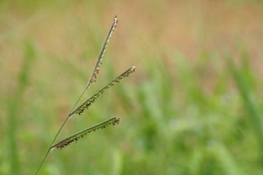 gündüz açık havada yeşil bitkilerin yakın 