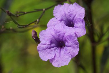 Açık büyüyen renk çiçekler yakın 