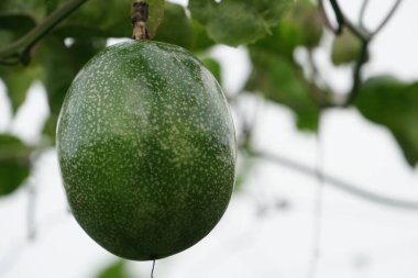 verim gündüz büyüyen meyve ağacının yakın 