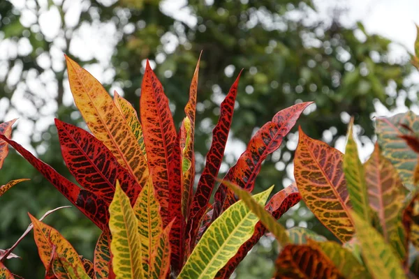 Primer Plano Planta Con Hojas Coloridas Que Crecen Aire Libre — Foto de Stock