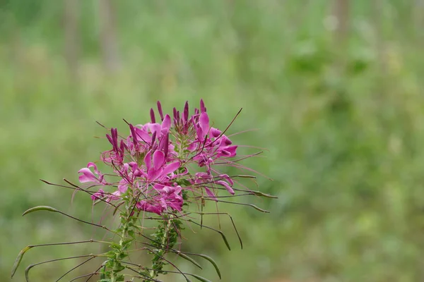 Close Color Flowers Growing Outdoor — Stock Photo, Image