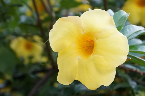 Bliska Primula Kwiaty Rosnące Zewnątrz — Zdjęcie stockowe