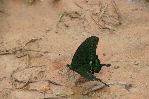 Primer Plano Hermosa Mariposa Agua Potable Aire Libre —  Fotos de Stock