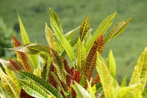 Gros Plan Des Feuilles Des Plantes Couleur Jour — Photo