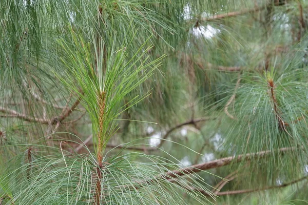 与配偶在户外的绿色植物的特写 — 图库照片