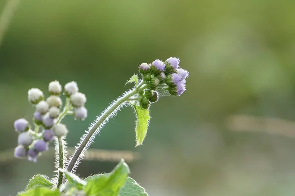 Nahaufnahme Von Farbigen Blumen Die Freien Wachsen — Stockfoto