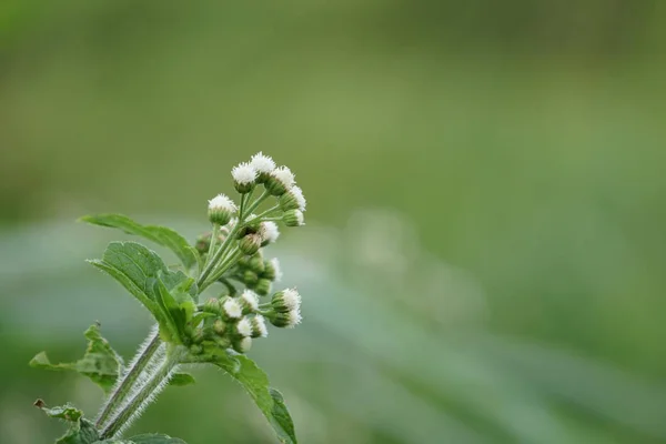 屋外で成長している色の花のクローズアップ — ストック写真