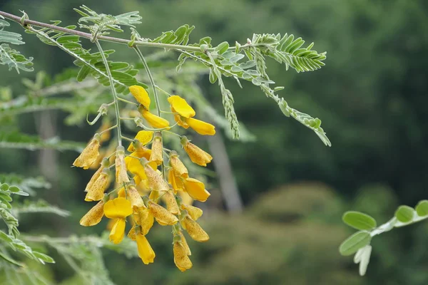 屋外で成長している色の花のクローズアップ — ストック写真