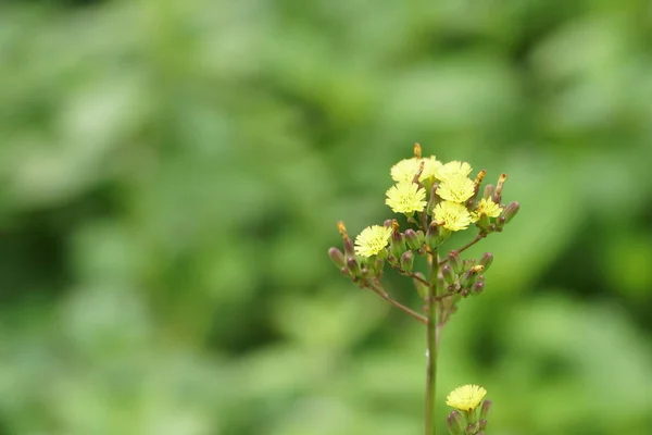 晴れた日に夏の草原に成長する野生の黄色のタンポポの花 — ストック写真