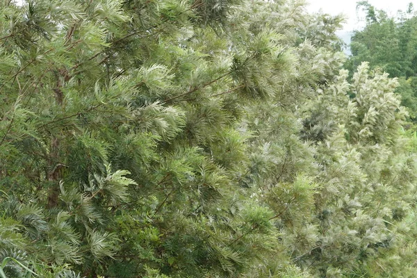 Närbild Gröna Växter Utomhus Dagtid — Stockfoto