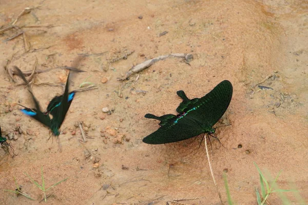 Primer Plano Hermosas Mariposas Bebiendo Agua Aire Libre —  Fotos de Stock