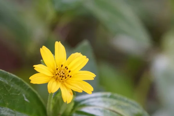 Närbild Färg Blomma Växande Utomhus — Stockfoto