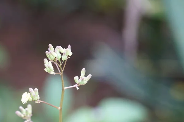 Primer Plano Flores Color Creciendo Aire Libre — Foto de Stock