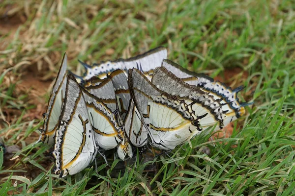 Κοντινό Κομμάτι Της Όμορφης Πεταλούδα Πόσιμο Νερό Εξωτερικούς Χώρους — Φωτογραφία Αρχείου