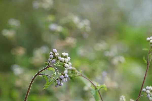 Gros Plan Fleurs Couleur Poussant Plein Air — Photo