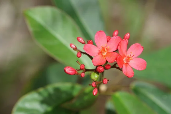 Close Color Flowers Growing Outdoor — Stock Photo, Image