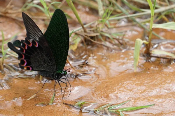 屋外で美しい蝶飲料水のクローズアップ — ストック写真
