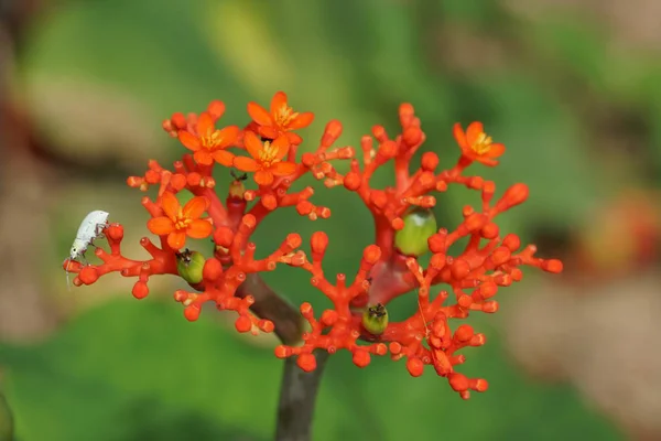 Gros Plan Fleurs Exotiques Orange Poussant Plein Air — Photo