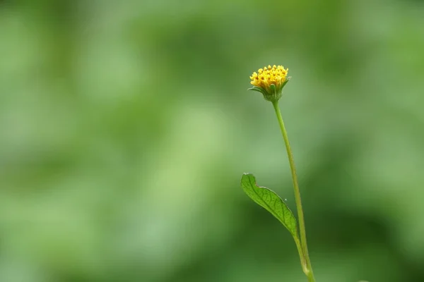 Fleur Pissenlit Jaune Sauvage Poussant Sur Prairie Été Jour Ensoleillé — Photo