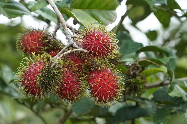 Dalda olgunlaşan taze egzotik meyvelerin yakın plan çekimi.