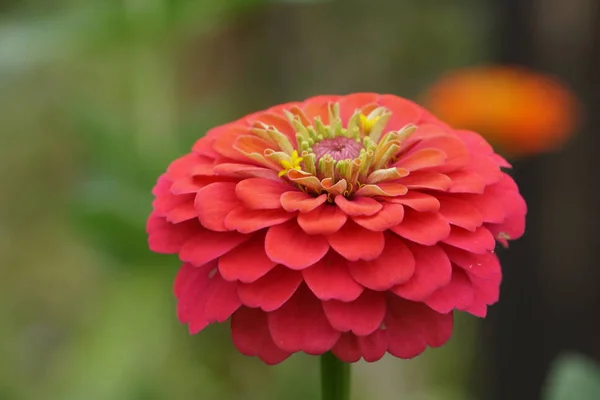 晴れた日に庭で育つ美しい一般的なジニアの花 — ストック写真
