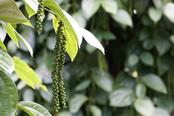gündüz açık havada yeşil bitkilerin yakın 