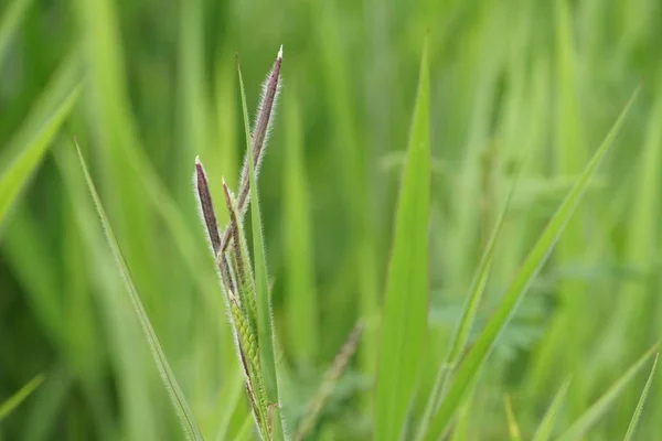 白天户外绿色植物的特写 — 图库照片