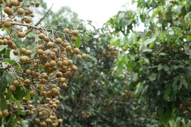 verim gündüz büyüyen meyve ağacının yakın 