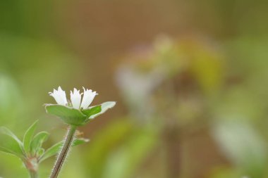 Açık büyüyen renk çiçekler yakın 