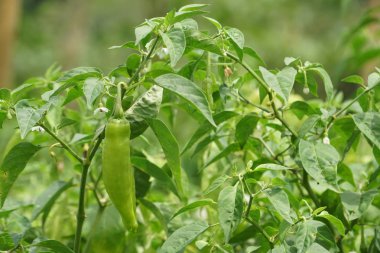gündüz biber ile tarım alanı görünümü