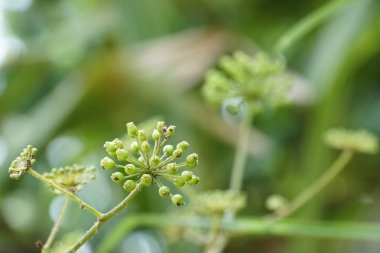 gündüz açık havada yeşil bitkilerin yakın 