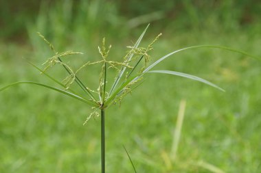 gündüz açık havada yeşil bitkilerin yakın 