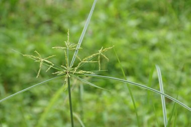 gündüz açık havada yeşil bitkilerin yakın 