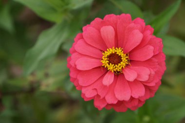 güneşli bir günde bahçede büyüyen güzel ortak zinnia çiçek