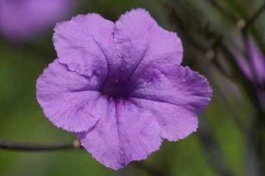 Açık büyüyen renk çiçeği yakın 