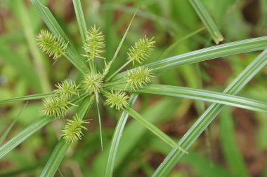 gündüz açık havada yeşil bitkilerin yakın 