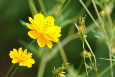 Açık büyüyen renk çiçekler yakın 