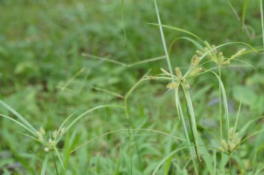 gündüz açık havada yeşil bitkilerin yakın 