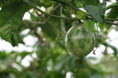 verim gündüz büyüyen meyve ağacının yakın 