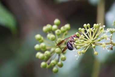 gündüz açık havada büyüyen vahşi bitkilerin yakın 
