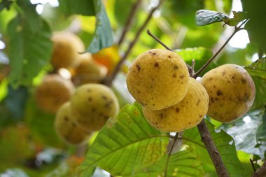 gündüz ağacında büyüyen egzotik meyveler 