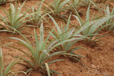 gündüz tarım alanının görünümü