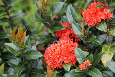 Açık büyüyen renk çiçekler yakın 