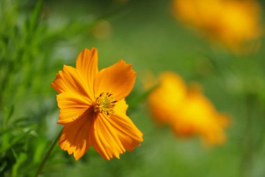 Açık büyüyen renk çiçekler yakın 