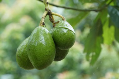 verim gündüz büyüyen meyve ağacının yakın 