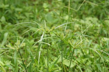 gündüz açık havada yeşil bitkilerin yakın 