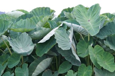 gündüz açık havada yeşil bitkilerin yakın 