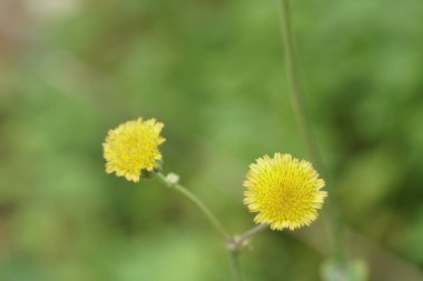 güneşli bir gün yaz çayır büyüyen vahşi sarı karahindiba çiçekler 