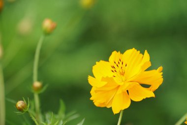 Açık büyüyen renk çiçeği yakın 